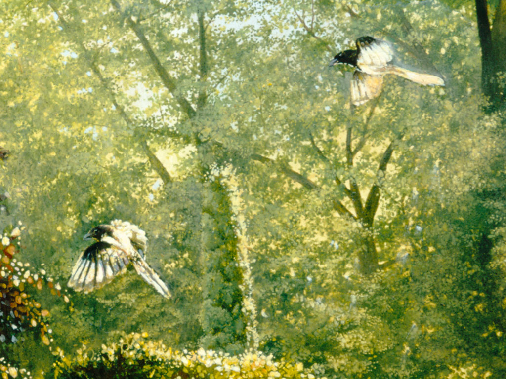 eksters 8 * ware grootte