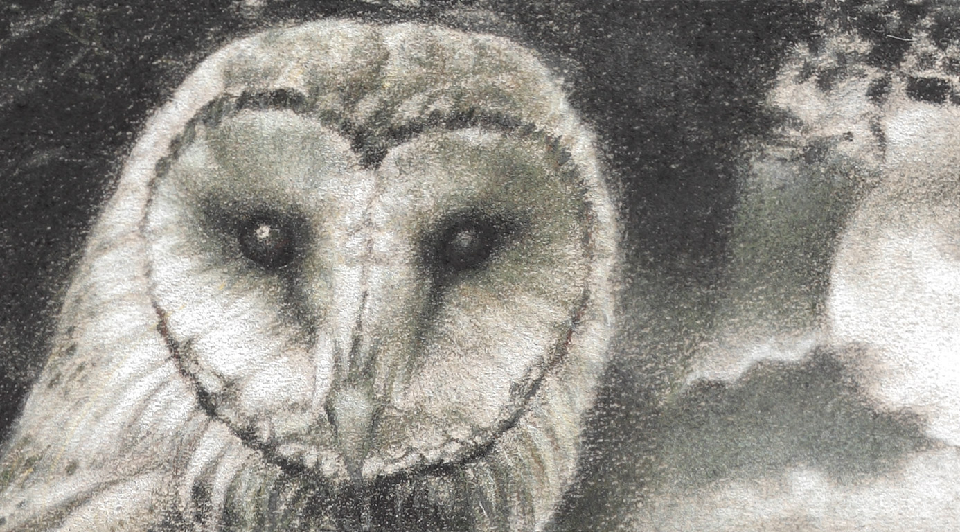 Paul Christiaan Bos: Barnowl Feline from close up