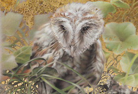 Paul Christiaan Bos: Jonge Kerkuil Aurore, houtskool en bladgoud