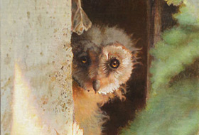 Paul Christiaan Bos: jonge kerkuil kijkt om het hoekje, acryl