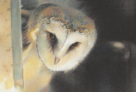 Paul Christiaan Bos: Jonge Kerkuil Sterre, houtskool