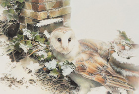 Paul Christiaan Bos: kerkuil Coppernickle in de sneeuw